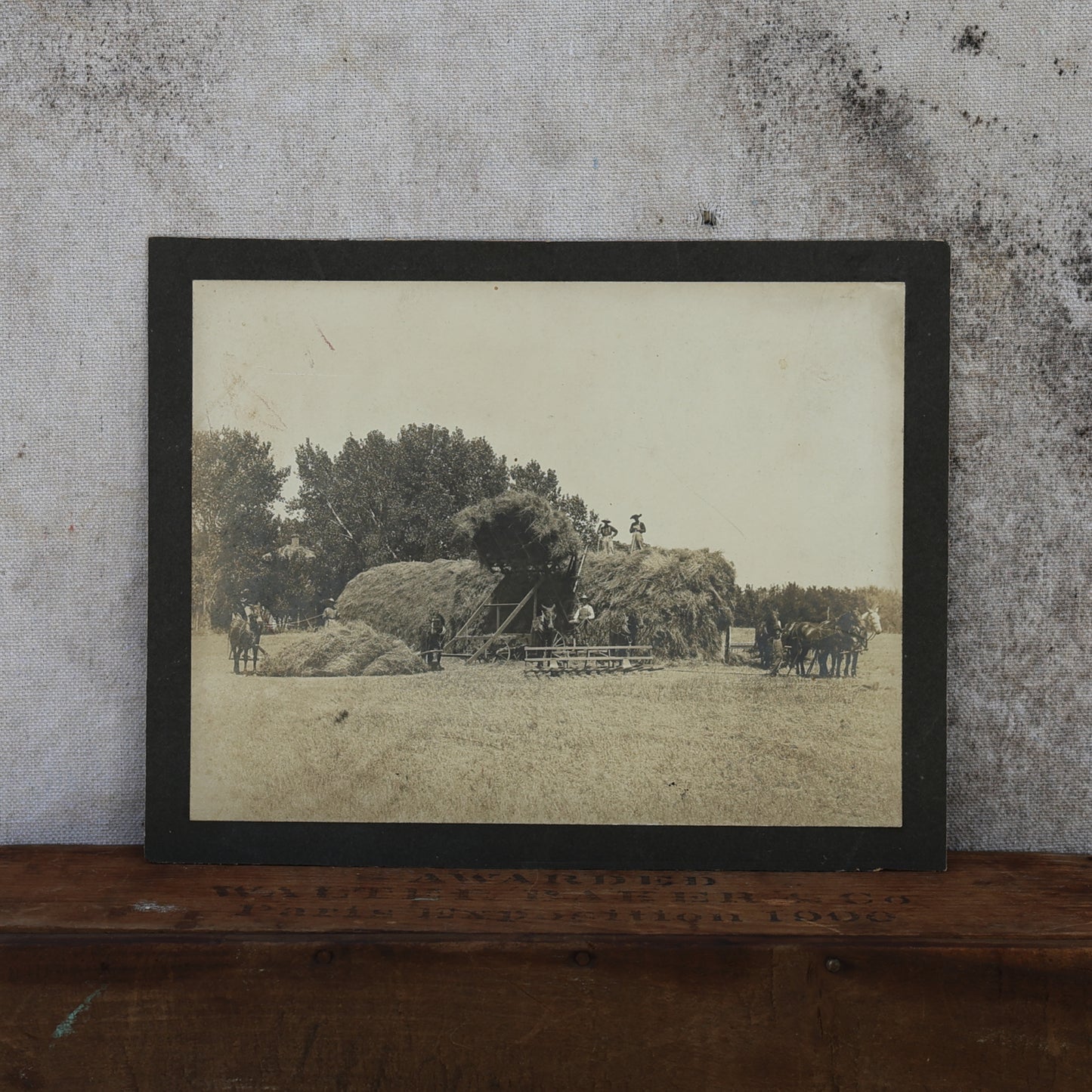 Vintage 1900s Hay Harvest Farmers Photograph